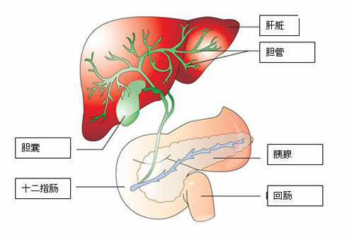 转氨酶高是怎么回事 转氨酶高是怎么回事 严重吗