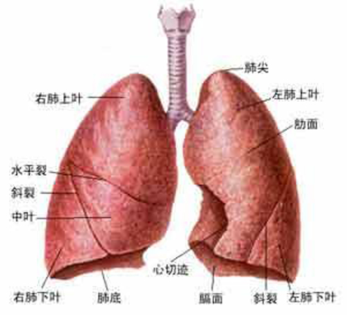 肺部小结节是什么（肺部小结节是什么原因引起的）