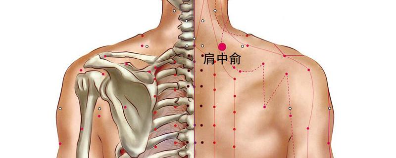 肩中俞的准确位置图和作用（肩中俞的准确位置图和作用视频）