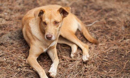 狗舔人会传染狂犬病吗 狂犬病狗舔人皮肤会传染吗