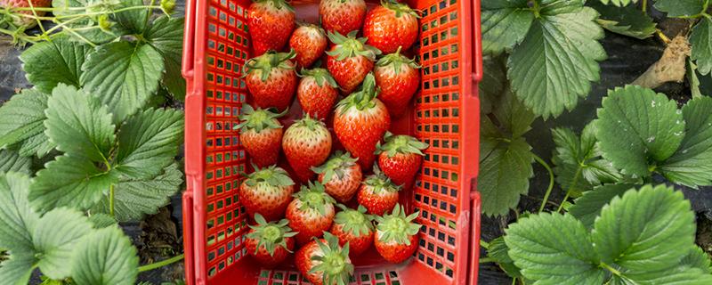草莓几月份吃最好 12月份的草莓能吃吗