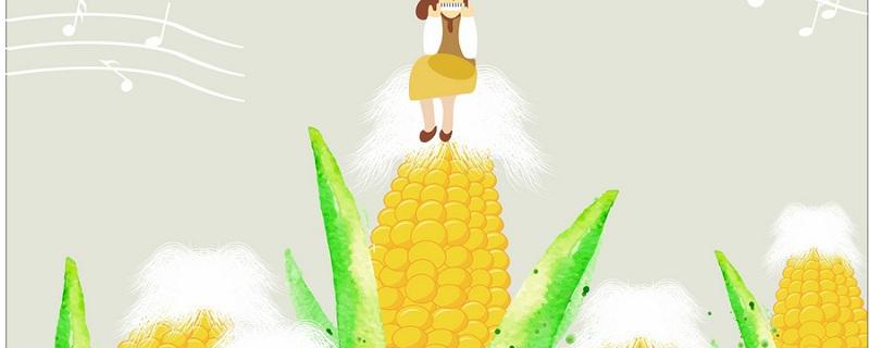 玉米须泡水能每天喝吗 玉米须泡水能减肥吗