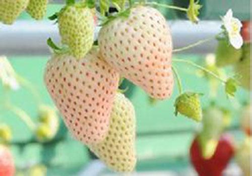 菠萝莓是转基因吗