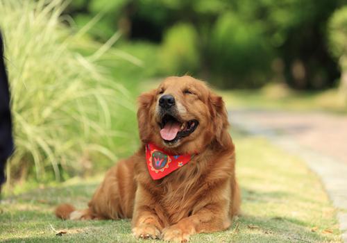 狂犬疫苗漏打了怎么办 狂犬疫苗少打一针有没有影响