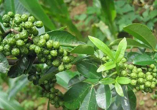 痛风食谱菜谱大全（痛风食谱菜谱大全书）