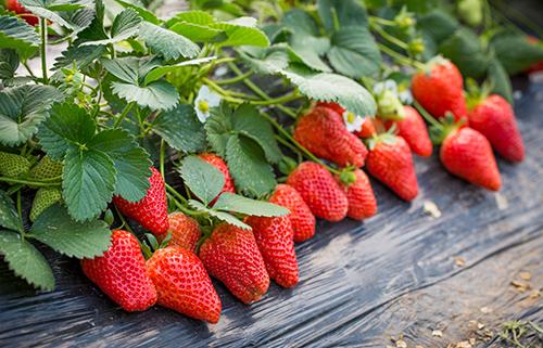 吃草莓有什么好处 草莓每次吃多少