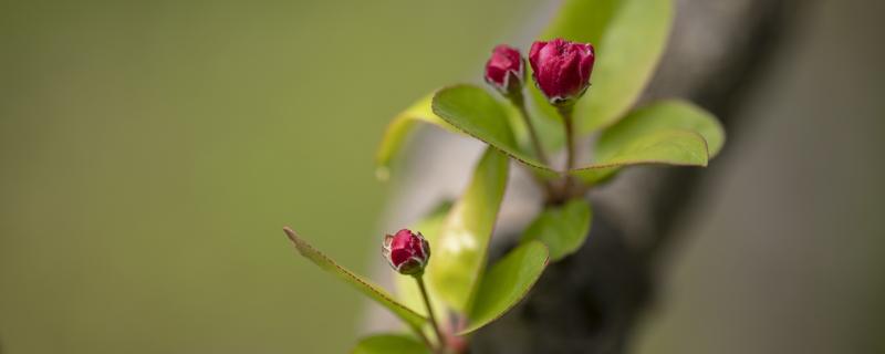 春分在每年的几月几日 春分是什么季节,是几月几日