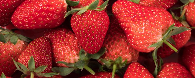 现摘的草莓可以直接吃吗 刚摘的草莓怎么保存