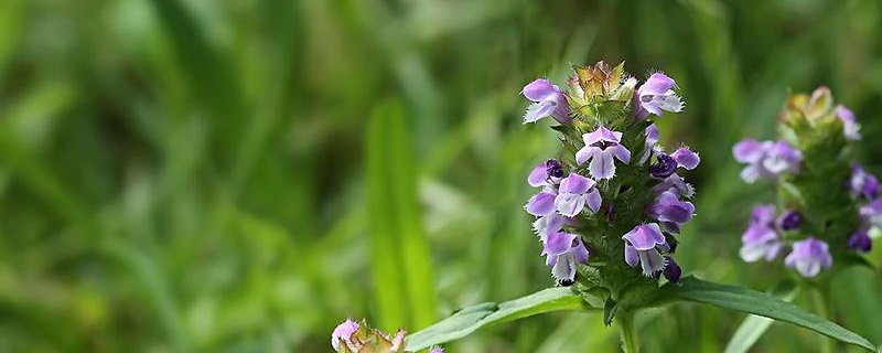 夏枯草煲什么清热解毒 夏枯草什么人不能喝