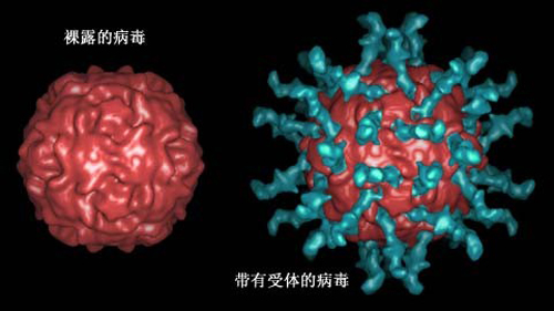 脊髓灰质炎传播途径（脊髓灰质炎的传播途径有哪些）