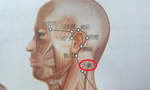 天牗的准确位置图 天牖的准确位置图片