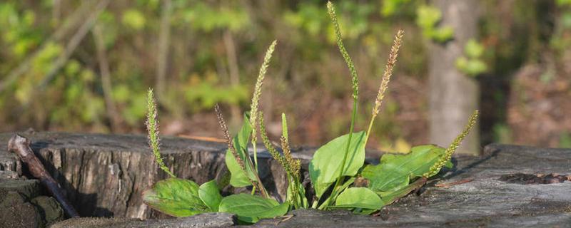 车前草每次用量多少克 车前草没事可以喝吗