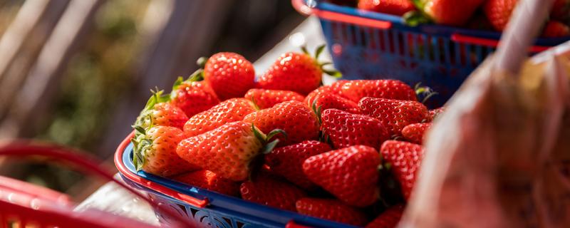 草莓是寒性还是热性的 吃草莓没有洗会怎么样