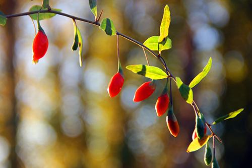 枸杞子能长时间煮吗 枸杞可以长时间煮吗