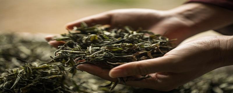 茶叶的保质期一般是多久 黄山毛峰茶叶的保质期一般是多久