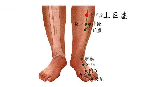 上巨虚的准确位置图（上巨虚的准确位置图和作用按摩方法）