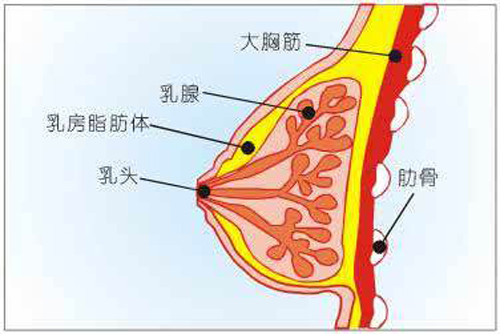 乳腺癌转移能活多久（乳腺癌转移能活多久,没有化疗）