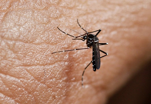 蚊子叮咬会传播艾滋病吗 蚊虫叮咬会传播艾滋病吗?