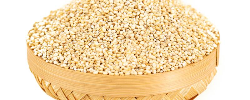 藜麦的副作用 三色藜麦的副作用