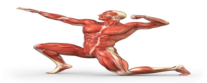 腹部抽筋怎么缓解 腹部肌肉抽搐的原因