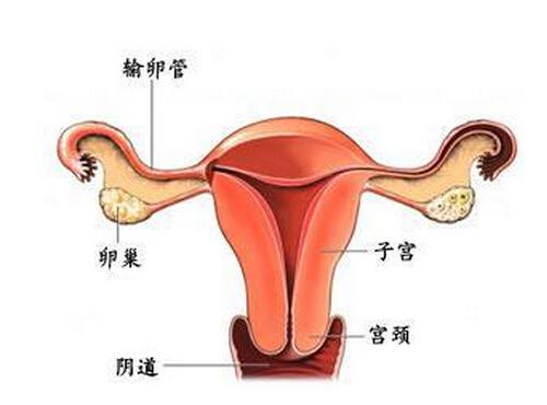 输卵管疏通后多久怀孕（输卵管疏通后多久能怀孕）