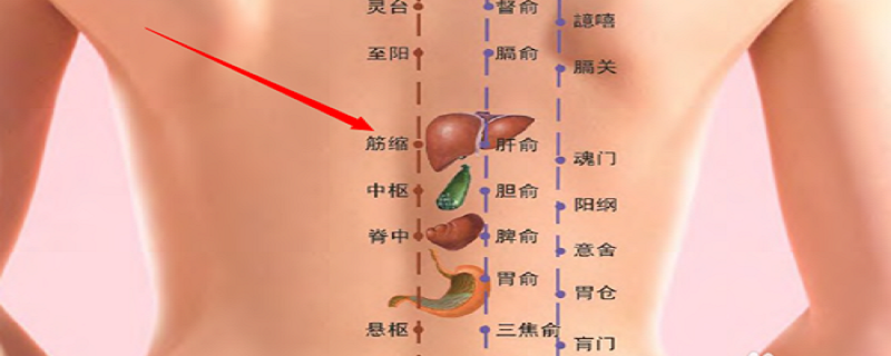 筋缩的准确位置怎么找（小儿筋缩的位置）