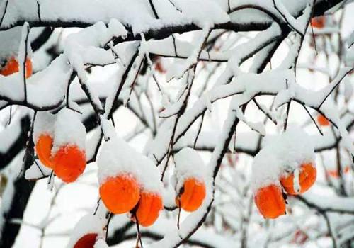 霜降节气特点 霜降的节气特点和气候特征