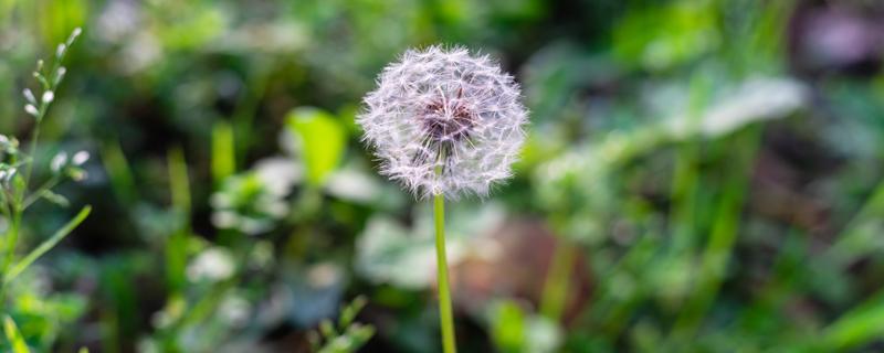 蒲公英和金银花能一起泡水喝吗 蒲公英和金银花哪个去火效果好