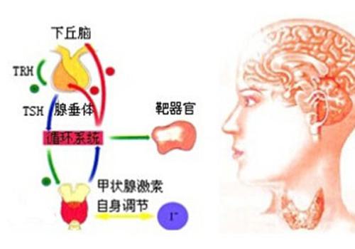 促甲状腺激素偏低对胎儿的影响（促甲状腺激素偏低对胎儿的影响大吗）