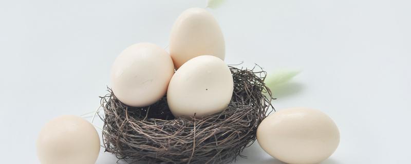 吃鸽子蛋的禁忌 吃鸽子蛋的禁忌是什么