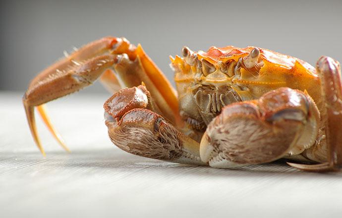 螃蟹与西瓜能同吃吗 螃蟹不能和什么一起吃