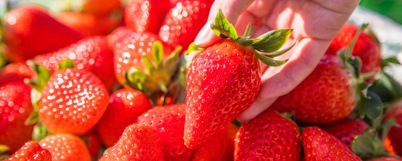 冬季草莓是催熟的吗 怎么判断草莓有没有打激素