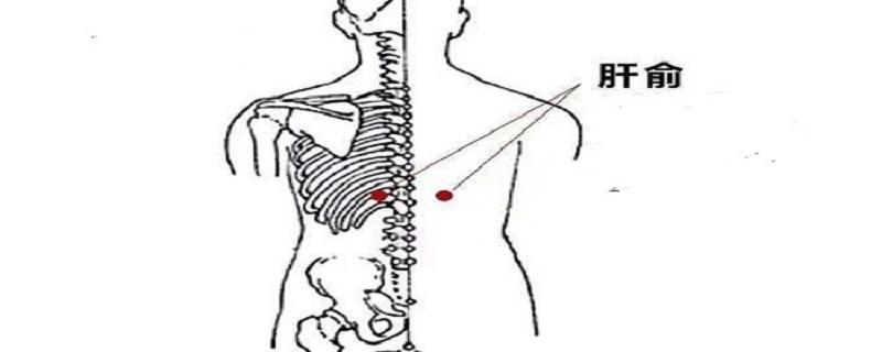 艾灸肝俞的功效（艾灸肝俞的准确位置图和作用）