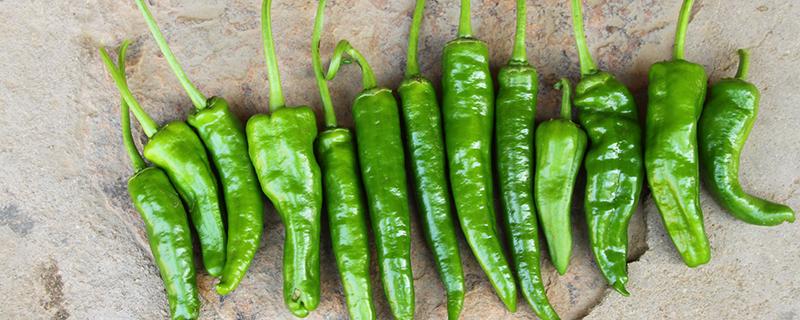 减肥期间可以吃青椒吗 青椒的热量高不高