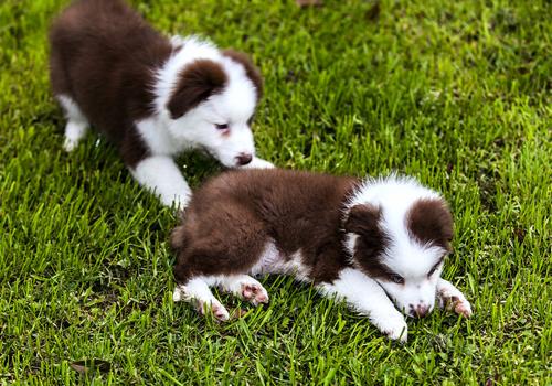 家里养宠物狗对孕妇有影响吗（家有宠物狗对孕妇的影响）