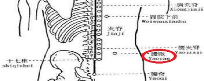 腰眼的准确位置图片（腰眼的准确位置图）