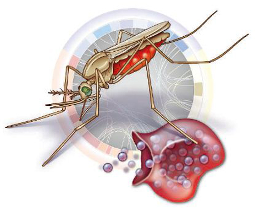 疟疾的传播途径是什么 疟疾的传播途径是什么蚊子