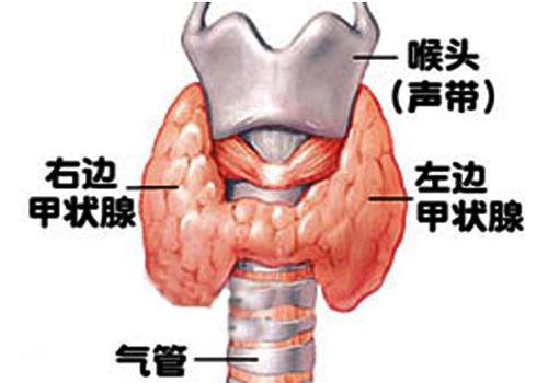 甲状腺激素偏高原因（什么导致甲状腺激素偏高）