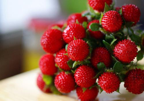 野草莓孕妇能吃吗