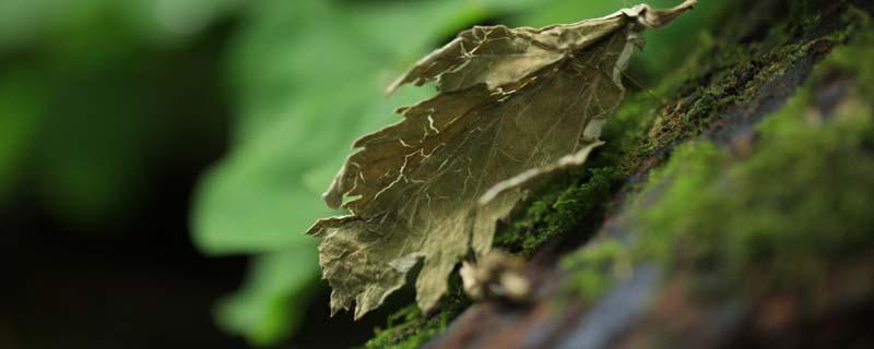 艾叶泡脚水第二天还能用吗（用过的艾草泡脚水第二天还能用来泡脚吗）