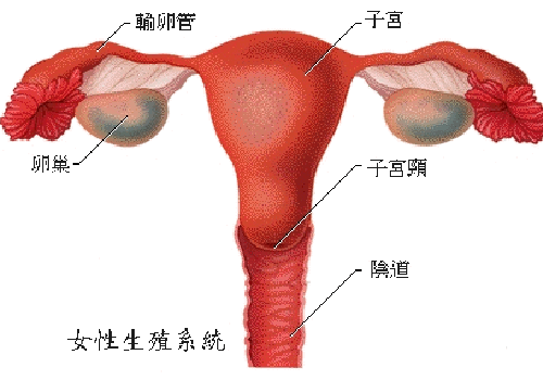 切除卵巢有什么影响（58岁切除卵巢有什么影响）