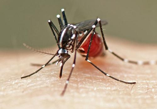 蚊子咬了怎么消肿止痒最快 婴儿被蚊子咬了怎么消肿止痒最快