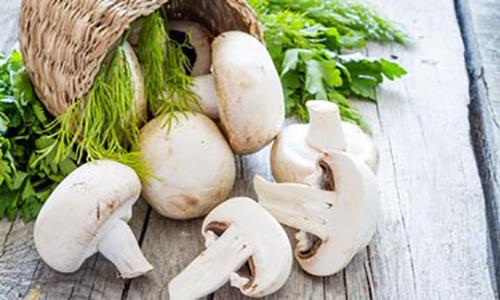 蘑菇的营养价值及功效 各种蘑菇的营养价值及功效