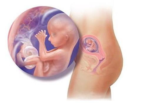 胎儿为什么会缺氧 胎儿为什么会缺氧,孕妇要注意什么