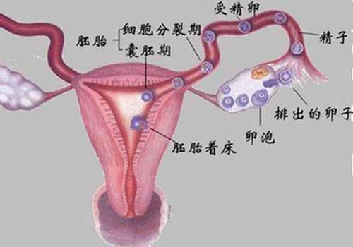 输卵管堵塞做什么检查项目 输卵管堵塞是什么检查项目