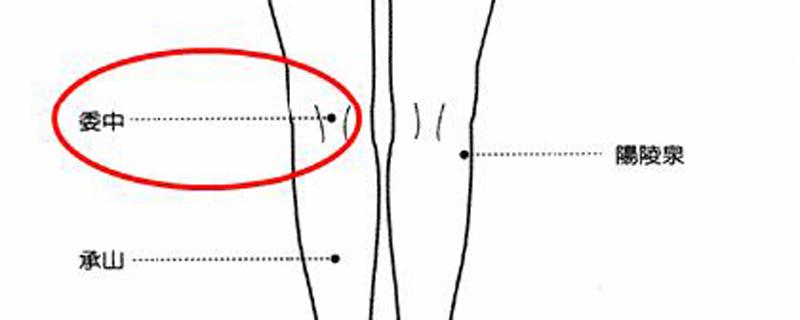 委中的准确位置图及作用功效（委中的准确位置图以及作用与功效）