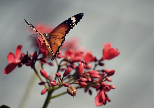 春分后面是什么节气（春分前面的节气）