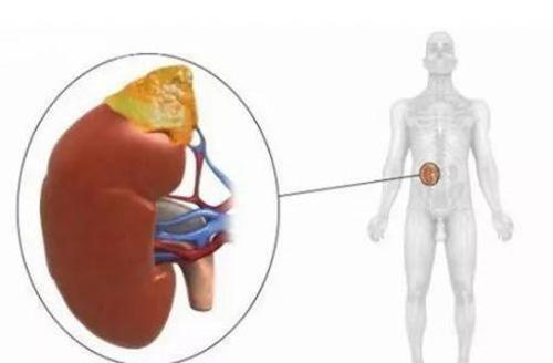 食疗养肝护肝吃啥 养肝护肝吃什么食物调理