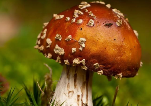 患荨麻疹可以吃蘑菇吗 荨麻疹能吃蘑菇不