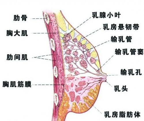 乳房小叶增生能喝豆浆吗（乳腺小叶增生能喝豆浆吗?）